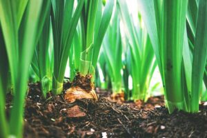 Planting